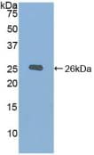 Chordin Antibody (aa422-635)