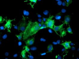 PECAM-1 / CD31 Antibody (clone OTI2E4)
