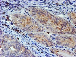 MEF2C Antibody (clone OTI4G8)