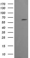 CCT8L2 Antibody (clone OTI4F4, Carrier-free)