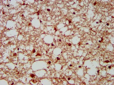 GBX2 Antibody