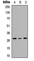IHC-plus™ Polyclonal Rabbit anti-Human RPL7 / Ribosomal Protein L7 Antibody (C-Terminus, IHC, WB)