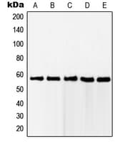 RAB11FIP2 / Rab11-FIP2 Antibody (Internal)