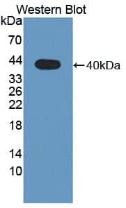 WNT4 Antibody (aa26-351, FITC)