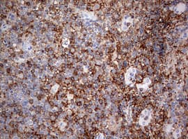CD4 Antibody (clone OTI3E2)