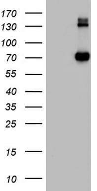 CD68 Antibody (aa22-319, clone OTI12C6)