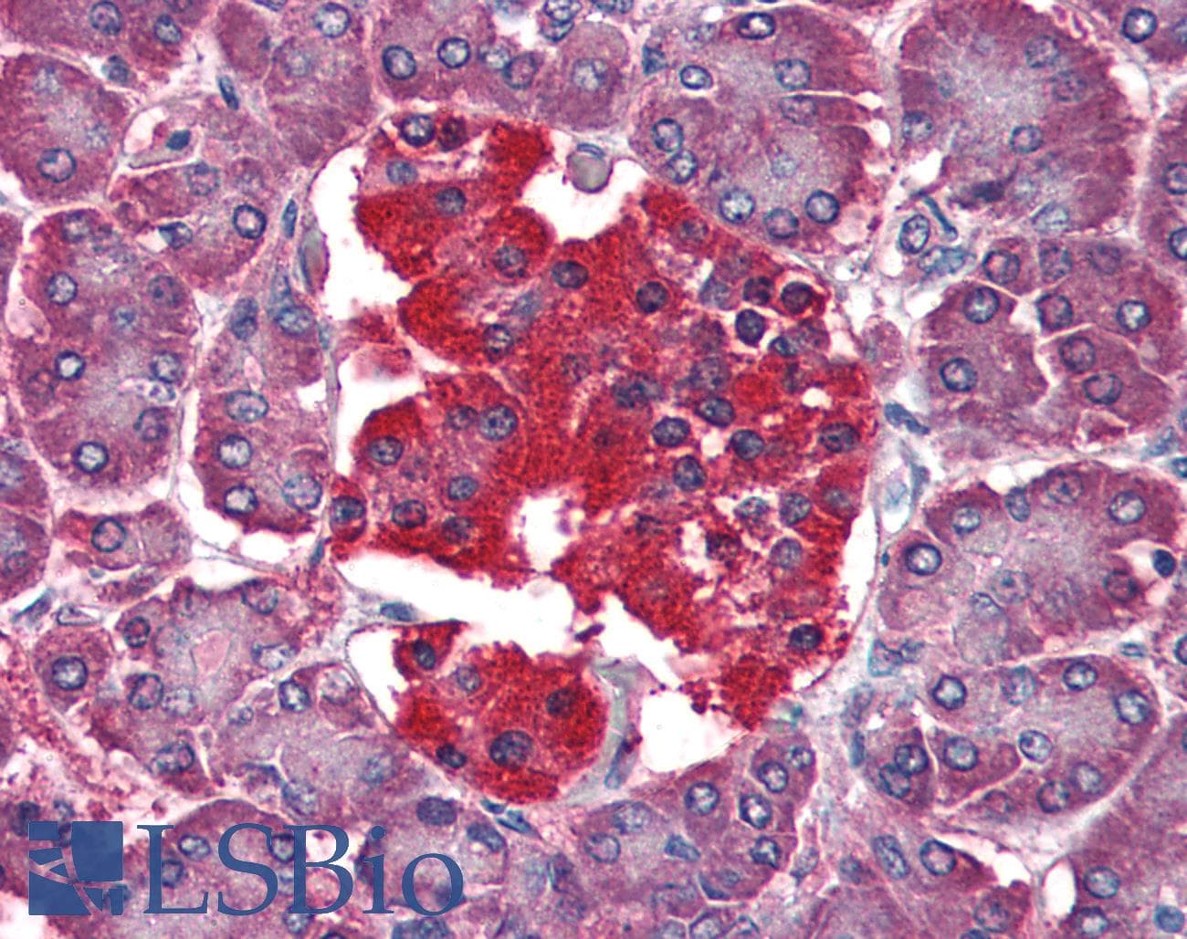 IHC-plus™ YWHAQ / 14-3-3 Theta Antibody (aa1-245, clone AT1A1)