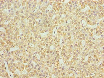 JAGN1 Antibody