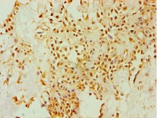DHCR24 / Seladin-1 Antibody (aa227-516)