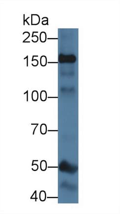 NOS1 / nNOS Antibody (aa1213-1337)