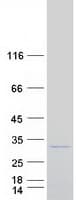 Human PSMB1 Protein (Recombinant Myc-DDK (Flag))