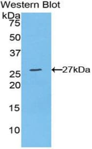 CCN5 Antibody (aa15-250, Biotin)