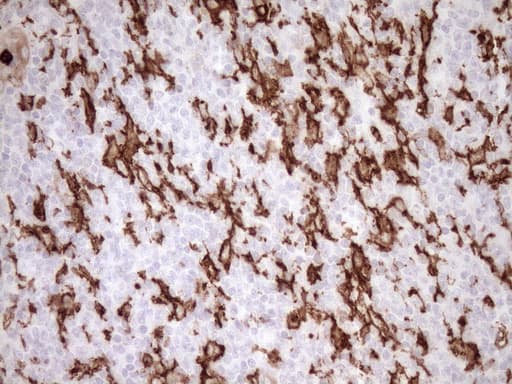 Monoclonal Mouse anti-Human ITGAM / CD11b Antibody (clone OTI2D11, IHC, WB)