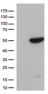 GNAL Antibody (aa1-120, clone OTI4F2, Carrier-free)