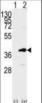 IHC-plus™ PBK / TOPK Antibody (aa286-317)