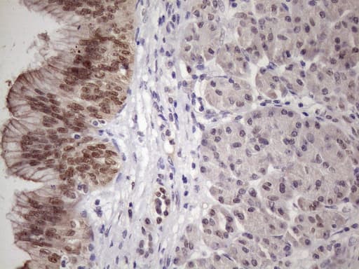 SRSF9 / SFRS9 Antibody (clone OTI7F2, Carrier-free)