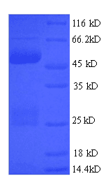 Human ERG Protein (Recombinant His)
