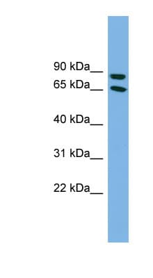DAB1 Antibody (C-Terminus)