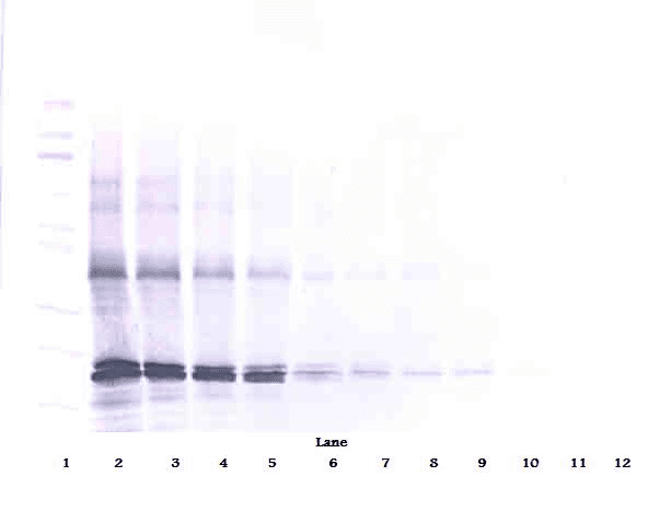 p16INK4a / CDKN2A Antibody