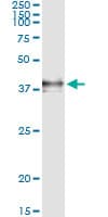 Monoclonal Mouse anti-Human F3 / CD142 / Tissue factor Antibody (clone 4G4, WB)