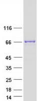 Human RUNDC1 Protein (Recombinant Myc-DDK (Flag))