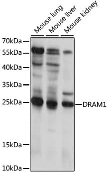DRAM1 / DRAM Antibody