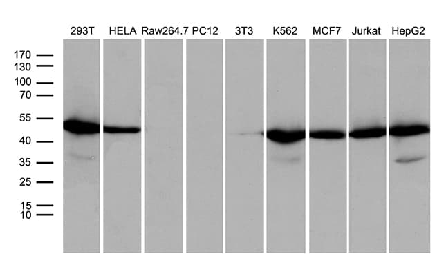 WDR77 / MEP50 Antibody (aa1-250, clone OTI1F7)