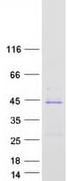 Human SOWAHD / ANKRD58 Protein (Recombinant Myc-DDK (Flag))