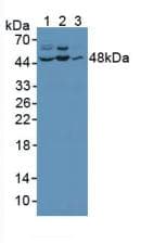 MAPK8 / JNK1 Antibody (aa145-419)