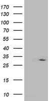 IFI35 Antibody (clone OTI1D9, Carrier-free)
