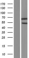 BAF60B / SMARCD2 Protein (Over-Expression Lysate Myc-DDK (Flag))