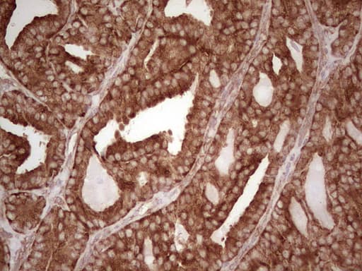 WIBG Antibody (clone OTI5E2, Carrier-free)