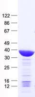 Human FOSL2 / FRA-2 Protein (Recombinant His, N-Terminal)