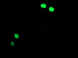 TAL1 Antibody (clone OTI4G10, Carrier-free)