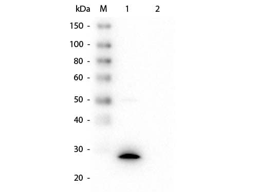 GSTZ1 Antibody (clone 24E9.G9.G8)