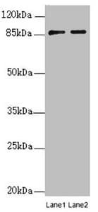 Polyclonal Rabbit anti-Human FAM48A / P38IP Antibody (IHC, WB)