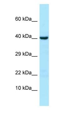 NPR3 Antibody (aa133-182)