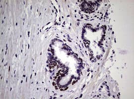 NBN / Nibrin Antibody (clone OTI6H7)