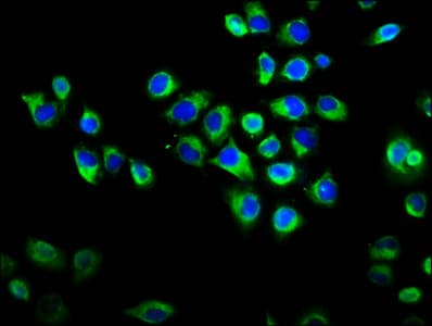 RAPGEF2 Antibody