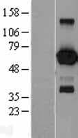 EBF / EBF1 Protein (Over-Expression Lysate Myc-DDK (Flag))