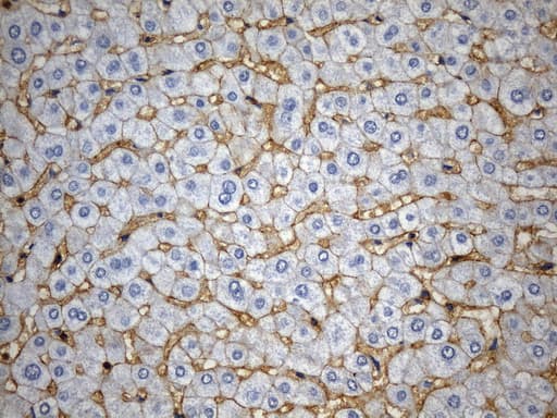 CD99 Antibody (clone UMAB262)