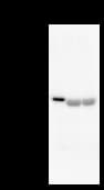 Monoclonal Mouse anti-Human ZW10 Antibody (clone 3363C4a, IF, WB)