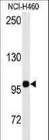 IHC-plus™ HIPK2 Antibody (Tyr361)