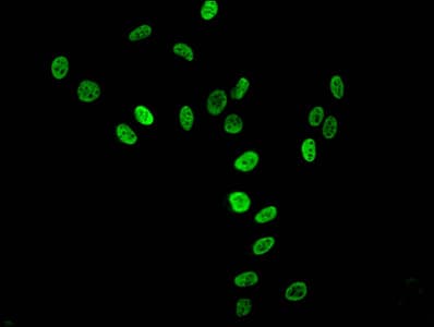 HIST1H3A Antibody