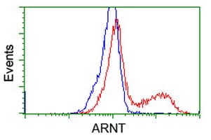 ARNT / HIF-1-Beta Antibody (clone OTI1A1)