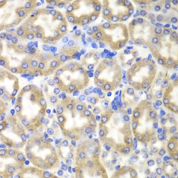 HADH Antibody