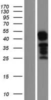 UBAP1L Protein (Over-Expression Lysate Myc-DDK (Flag))