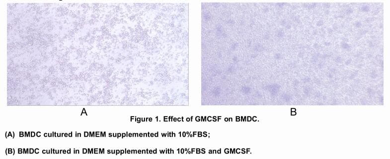 Human IFN Gamma / Interferon Gamma Protein (Recombinant His, N-Terminal)