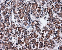 SRR / Serine Racemase Antibody (clone OTI7E8, Carrier-free)