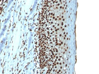 Histone H1 Antibody (clone r1415-1)